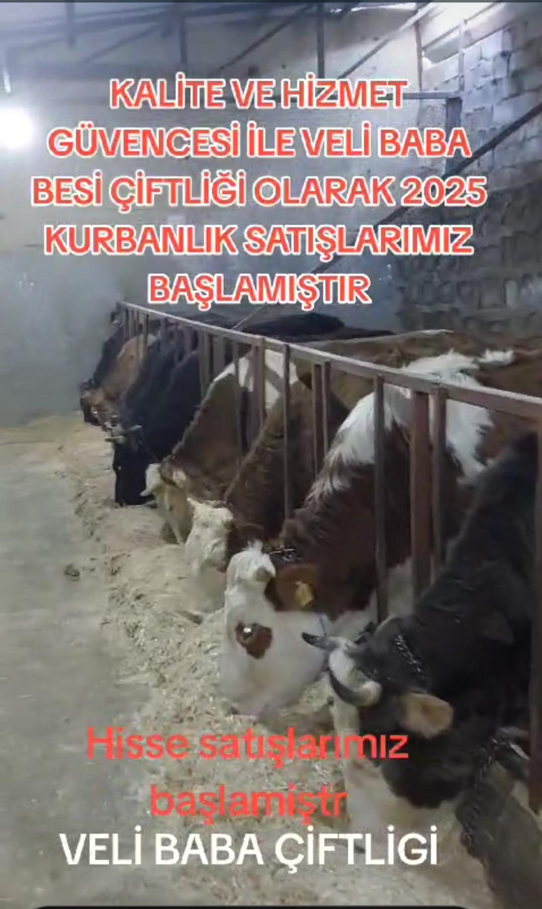 Veli Baba Çiftliği 